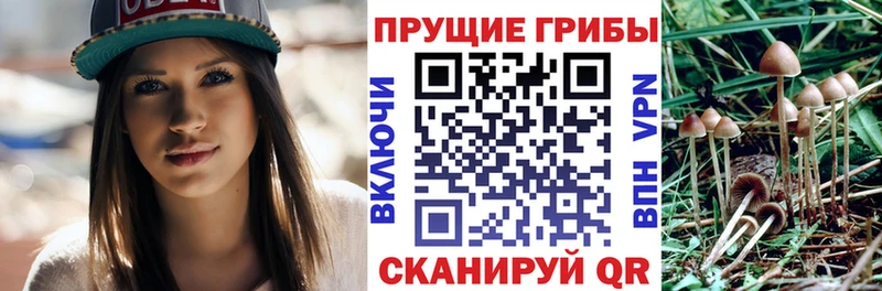 где продают   Сычёвка  Псилоцибиновые грибы GOLDEN TEACHER 